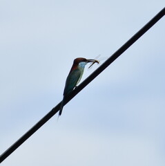 Colorful bird perched on a wire with a dragonfly in its beak