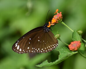 Close up of a colorful butterfly feeding on a flower in a garden
