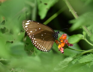 Beautiful butterfly feeding on a flower in a garden