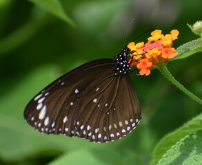 Close up of a butterfly feeding on a colorful flower