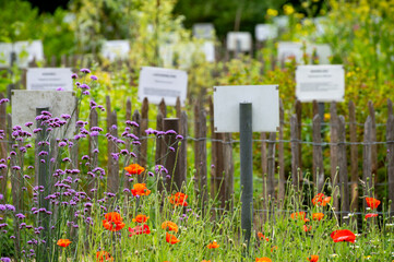 Rich collection of different medicinal, edible, poisonious plants and herbs in abbey botanical...