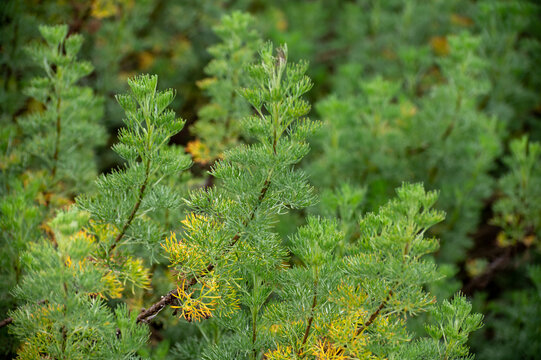 Botanical collection of medicinal and cosmetic plants and herbs, Artemisia abrotanum or southernwood, lad's love plant