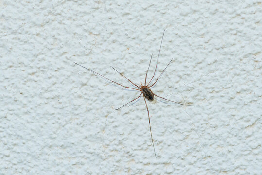 Weberknecht ( Phalangium opilio )