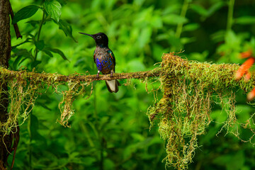 Coronita Aterciopelada / Velvet Purple Coronet / Boissonneaua Jardini - Ecuador, Reserva de Biósfera del Chocó Andino © Migue