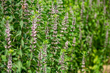 Botanical collection of medicinal plants, Leonurus cardiaca, motherwort or throw-wort, lion's  tail.