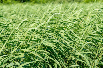 Fresh green reed by the river Rioni, Poti