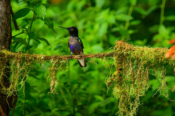 Coronita Aterciopelada / Velvet Purple Coronet / Boissonneaua Jardini - Ecuador, Reserva de Biósfera del Chocó Andino © Migue
