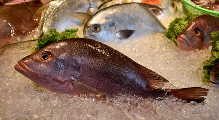Fresh red snapper on sale at a seafood restaurant