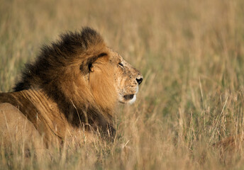 A Lion in the morning light, Masai Mara