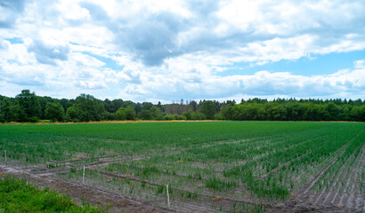 Cultivation of green onion vegetables on farm field