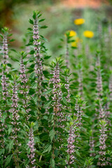 Botanical collection of medicinal plants, Leonurus cardiaca, motherwort or throw-wort, lion's  tail.