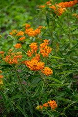 Botanical collection of insect friendly or decorative plants and flowers, Asclepias tuberosa or milkweed, butterfly flower, silkweed, silky swallow-wort, Virginia silkweed plant