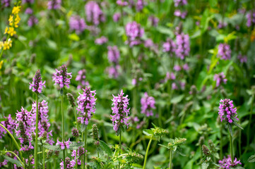 Botanical collection of medicinal plants and herbs, Betonica or Stachys officinalis, hedgenettle, betony, bishopwort plant