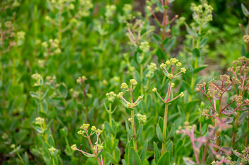 Botanical collection of medicinal plants and herbs, Hylotelephium telephium or orpine, livelong, frog's-stomach, harping Johnny, Orphan John and witch's moneybags succulent plant