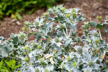 Botanical collection of medicinal plants and herbs, Eryngium maritimum or sea holly or seaside eryngo plant
