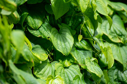 Botanical collection of climbing or medicinal plants, Dioscorea communis or Tamus communis, black bryony, lady's-seal or black bindweed plant
