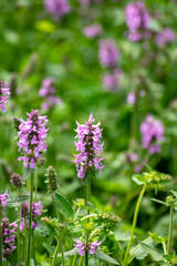 Botanical collection of medicinal plants and herbs, Betonica or Stachys officinalis, hedgenettle, betony, bishopwort plant