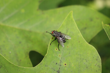 Calliphora vomitoria insect on a green leaf. Black fly in the garden
