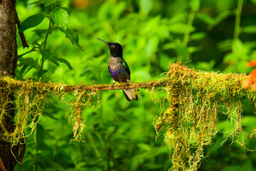 Coronita Aterciopelada / Velvet Purple Coronet / Boissonneaua Jardini - Ecuador, Reserva de...