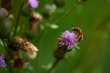 Gelbbindige Furchenbiene (Halictus scabiosae)  auf einer Distel