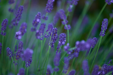 Blüten des Echten Lavendel