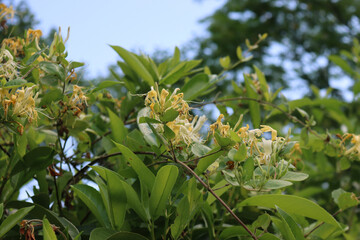 Blooming white and yellow Honeysuckle bush. Flowering white-yellow Honeysuckle. Lonicera japonica, known as Japanese honeysuckle in bloom
