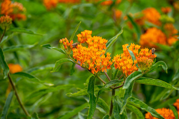 Botanical collection of insect friendly or decorative plants and flowers, Asclepias tuberosa or milkweed, butterfly flower, silkweed, silky swallow-wort, Virginia silkweed plant