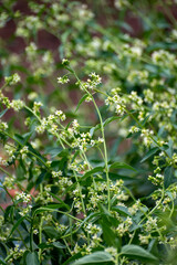 Botanical collection of medicinal and poisonous plants and herbs, Cynanchum officinale with white flowers