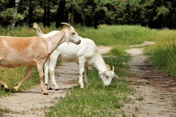 Obraz na płótnie Canvas goats in the forest eat grass autumn grass animals