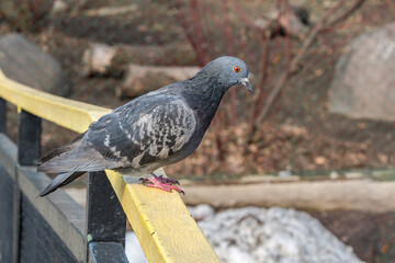 Rock Dove (Columba livia) in park, Moscow, Russia