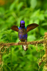Coronita Aterciopelada / Velvet Purple Coronet / Boissonneaua Jardini - Ecuador, Reserva de...