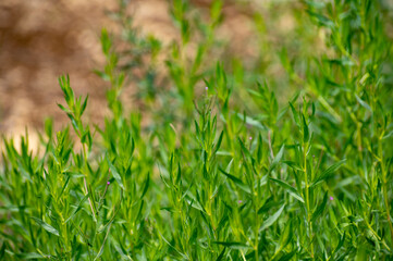 Botanical collection of culinary plants and herbs, Tarragon, Artemisia dracunculus or green estragon plant