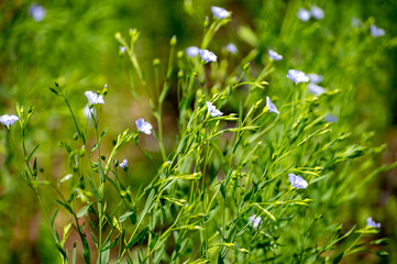 Botanical collection of medicinal and edible plants, Flax or Linum usitatissimum or linseed, food and fiber crop