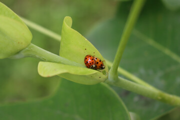 Two Harlequin ladybirds mating on a green leaf. Harmonia axyridis 