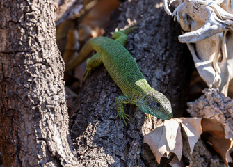 Emerald lizard male against blurred background