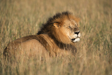 Lion resting in the morning, Masai Mara