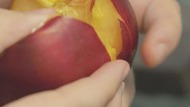 close up of hands tears a nectarine in two pieces