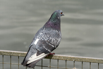 Rock Dove (Columba livia) in park, Moscow, Russia