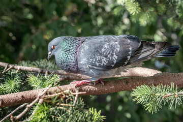 Rock Dove (Columba livia) in park, Moscow, Russia