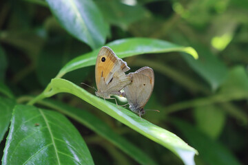 Fototapeta premium Two orange and brown butterflies mating on a green leaf in the garden. Lycaena phlaeas butterflies on springtime 
