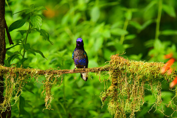 Coronita Aterciopelada / Velvet Purple Coronet / Boissonneaua Jardini - Ecuador, Reserva de Biósfera del Chocó Andino