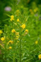 Botanical collection of medicinal plants and herbs, Oenothera parviflora or northern evening primrose used aromatherapy and medicine