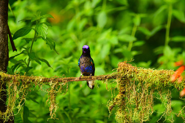 Coronita Aterciopelada / Velvet Purple Coronet / Boissonneaua Jardini - Ecuador, Reserva de Biósfera del Chocó Andino © Migue