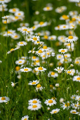 Botanical collection of medicinal plants, Chamaemelum nobile or Roman chamomile, English or garden chamomile flowers