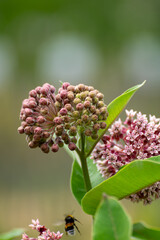 Botanical collection of insect friendly or decorative plants and flowers, Asclepias syriaca or milkweed, butterfly flower, silkweed, silky swallow-wort, Virginia silkweed plant