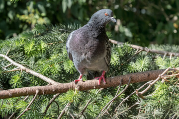 Rock Dove (Columba livia) in park, Moscow, Russia