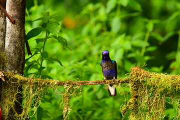 Coronita Aterciopelada / Velvet Purple Coronet / Boissonneaua Jardini - Ecuador, Reserva de Biósfera del Chocó Andino © Migue