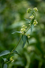 Botanical collection of medicinal and poisonous plants and herbs, Cynanchum officinale with white flowers