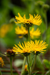 Botanical collection of insect friendly or medicinal plants Elecampane, Inula helenium or horse-heal, elfdock flowers