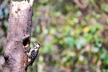 Freckle - breasted woodpecker